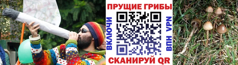 Галлюциногенные грибы MAGIC MUSHROOMS  Яранск 